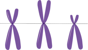 chromosomes