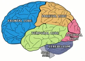 The frontal lobe, The temporal lobe and The occipital lobe(By Pixabay)